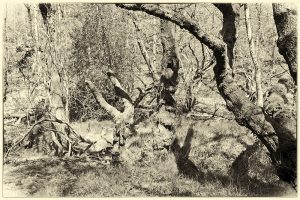 Snapshots from the poetry collection Going Off Grid