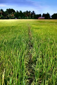 Rice fields, Asia