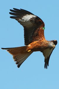 Red Kite, Wales