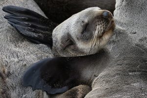 Fur Seal, Cape Cross