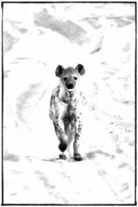 Hyena, Chobe