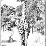 Giraffe, African artwork